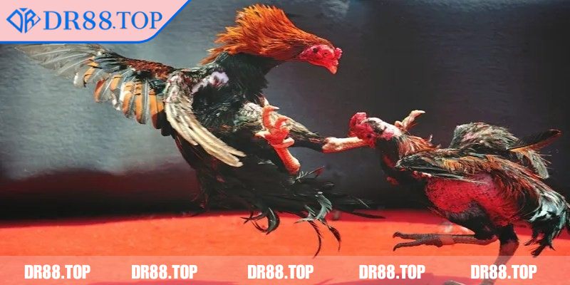 Đá Gà 4K DR88 - Công Nghệ 4K Cực Nét, Trải Nghiệm Tuyệt Vời 3 Đặt cược nhanh chóng và minh bạch mọi lúc