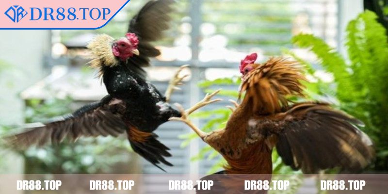 Đá Gà 4K DR88 - Công Nghệ 4K Cực Nét, Trải Nghiệm Tuyệt Vời 2 Nạp tiền và quản lý ví cá cược trực tuyến