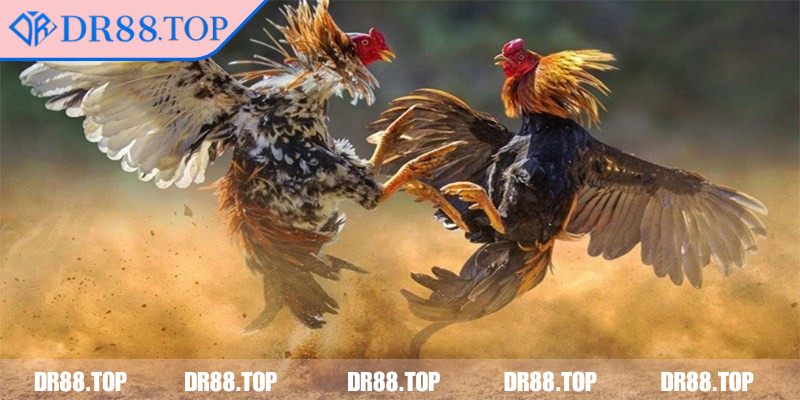 Đá Gà 4K DR88 - Công Nghệ 4K Cực Nét, Trải Nghiệm Tuyệt Vời 1 Tổng quan về hình thức đá gà 4k DR88