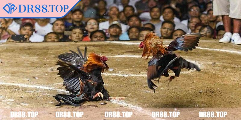 Đá Gà Cựa Dao DR88 - Cá Cược An Toàn, Thắng Lớn Mỗi Trận 1 Giới thiệu về loại hình đá gà cựa dao DR88