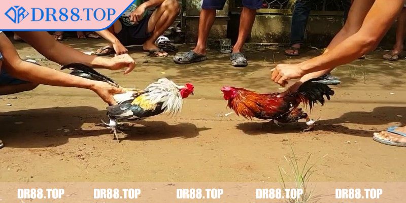 Đá Gà Cựa Dao DR88 - Cá Cược An Toàn, Thắng Lớn Mỗi Trận 2 Quy định về cựa dao cùng trọng lượng gà