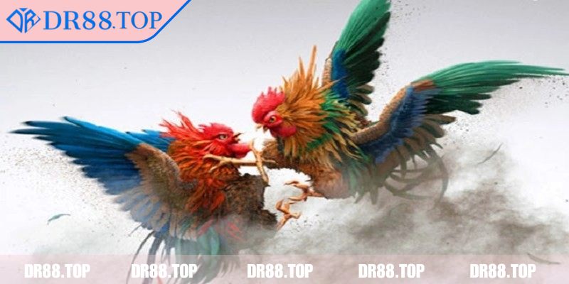 Đá Gà Cựa Dao DR88 - Cá Cược An Toàn, Thắng Lớn Mỗi Trận 3 Trải nghiệm giao diện mượt trên mọi thiết bị