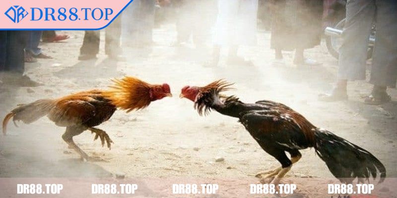 Đá Gà Cựa Sắt DR88 - Luật Chơi Và Các Loại Hình Phổ Biến 3 Đá gà cựa dao có tính sát thương cao