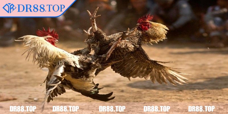 Đá Gà Cựa Sắt DR88 - Luật Chơi Và Các Loại Hình Phổ Biến 1 Sơ lược khái niệm đá gà cựa sắt DR88