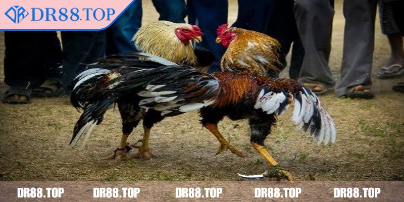 Đá Gà Cựa Sắt DR88 - Luật Chơi Và Các Loại Hình Phổ Biến 2 Cách tổ chức và thời gian trận đấu chuẩn