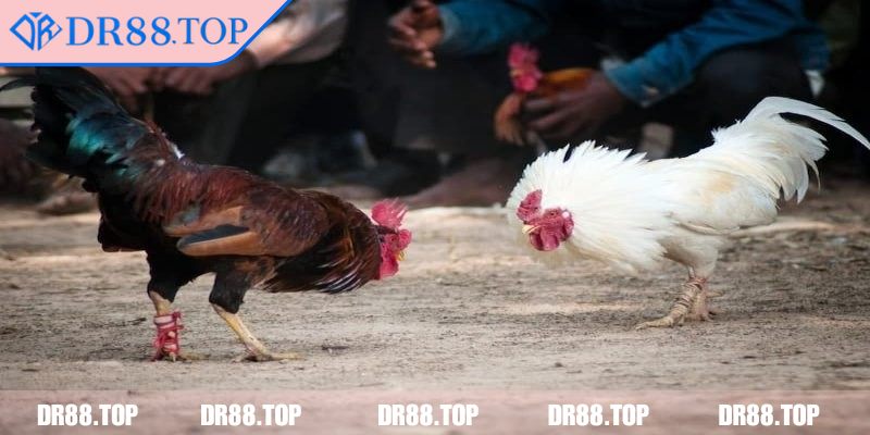 Đá Gà Thomo DR88 - Bí Quyết Chọn Gà, Dự Đoán Kết Quả Chính Xác 2 Cược xiên nhiều trận đấu để tăng phần thưởng
