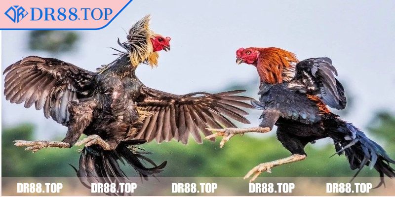 Đá Gà Thomo DR88 - Bí Quyết Chọn Gà, Dự Đoán Kết Quả Chính Xác 1 Khái quát tổng quan về đá gà thomo DR88