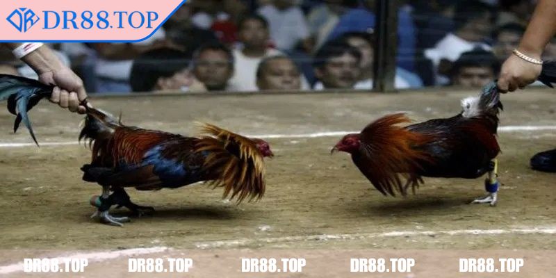 Đá Gà Thomo DR88 - Bí Quyết Chọn Gà, Dự Đoán Kết Quả Chính Xác 3 Nhận biết hiệu suất thi đấu theo từng hiệp đấu
