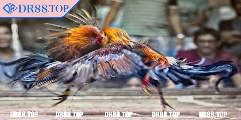 Đá Gà Tre DR88 - Hướng Dẫn Chiến Thuật Nâng Cao Hiệu Quả 2 Thiết kế giao diện trang cược dễ sử dụng