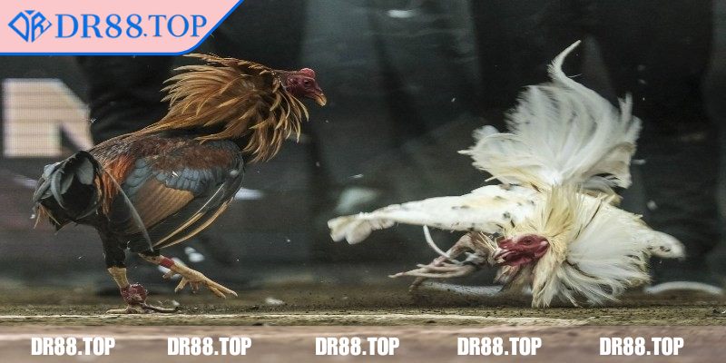 Đá Gà Tre DR88 - Hướng Dẫn Chiến Thuật Nâng Cao Hiệu Quả 3 Phân tích trọng lượng và tỷ lệ thắng thua