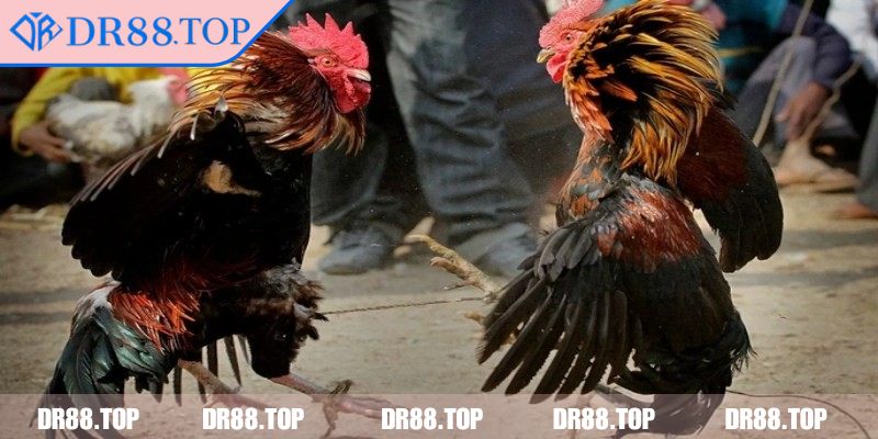 Đá Gà Tre DR88 - Hướng Dẫn Chiến Thuật Nâng Cao Hiệu Quả 1 Tổng quan vài nét chính về đá gà tre DR88