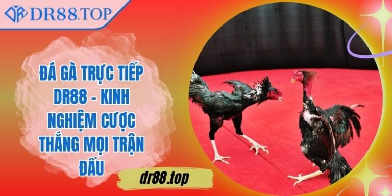 Đá Gà Trực Tiếp DR88 - Kinh Nghiệm Cược Thắng Mọi Trận Đấu