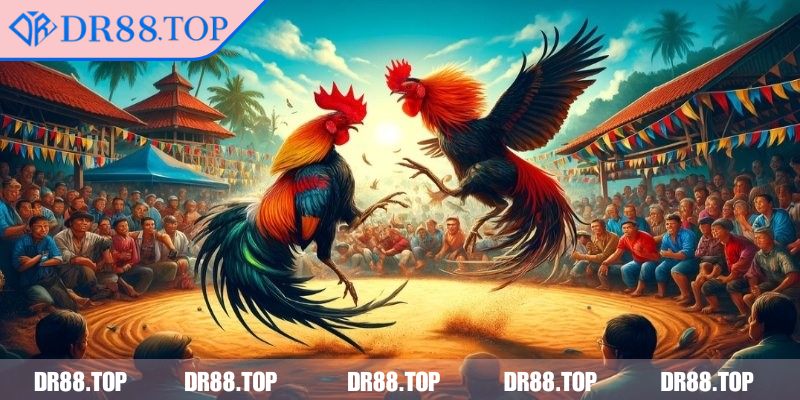 Đá Gà Trực Tiếp DR88 - Kinh Nghiệm Cược Thắng Mọi Trận Đấu 1 Giới thiệu về hình thức đá gà trực tiếp DR88