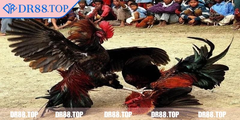 Đá Gà Trực Tiếp DR88 - Kinh Nghiệm Cược Thắng Mọi Trận Đấu 3 Theo dõi trọng tài và cách xử lý tình huống